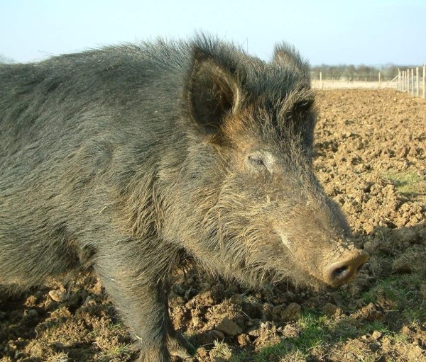 Кармал - полностью мясной гибрид свиней. Экопарк Z